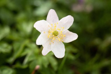 Baharda Narin Beyaz Orman Anemon Çiçeği
