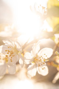 Bahar çiçeğinin Macro fotoğrafı. Bahçede çiçek açan meyve ağacı dalı. İlkbahar