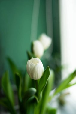 Yeşil duvara karşı beyaz lale. Bahar arkaplanı.