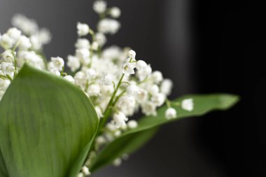 Vadideki Beyaz Zambak Çiçek açıyor Karanlık bir arka plana karşı