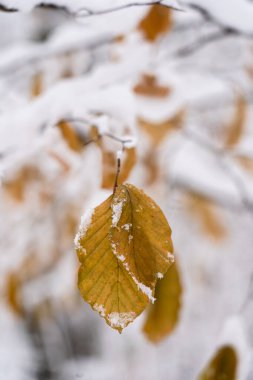 Kar Kaplamalı Yaprak Kış Dalında. Kışın ortasında.