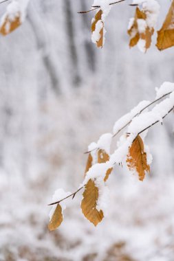 Kar Kaplamalı Yaprak Kış Dalında. Kışın ortasında.