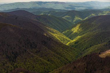 Güneşli bir vadi yemyeşil ağaçlar yeşertir ve batan güneşin altın ışığıyla yıkanır. Borzhava çiftliği. Karpat Dağları, Ukrayna