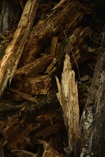 stock image Close-Up of Rotting Wood in a Forest. natural process of decay and decomposition. Borzhava range. Carpathian mountains, Ukraine