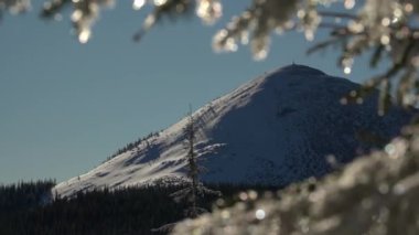 Mt. Homyak. Karlı Dağ Zirvesi Şekerli Ağaç Dallarından Görünümü. Kış boyunca Gorgany poligonu. Karpat Dağları, Ukrayna