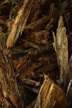 Ormandaki Çürüyen Orman 'a yakın çekim. Doğal çürüme ve çürüme süreci. Borzhava çiftliği. Karpat Dağları, Ukrayna