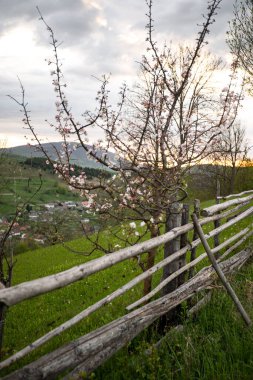 Kırsal alanda çiçek açan bir ağacı olan taşralı bir ahşap çit. Karpat Dağları, Ukrayna