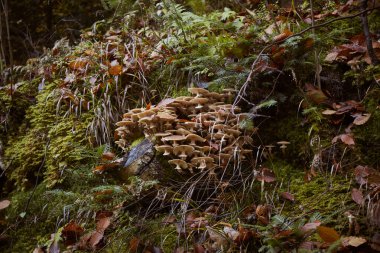 Güz Ormanı 'nda devrilmiş bir ağaçta büyüyen güzel mantar kümesi. Ukrayna 'daki Karpat Dağları' nda yürüyüş