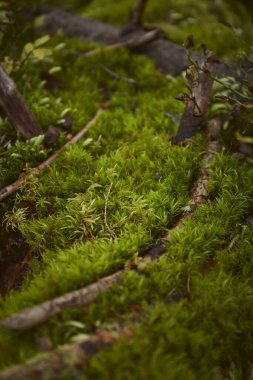 Günbatımı Sessiz Bir Derenin Yakınındaki Ormanda Yosunlu Kayaları Aydınlatıyor. Ukrayna 'daki Karpat Dağları' nda yürüyüş