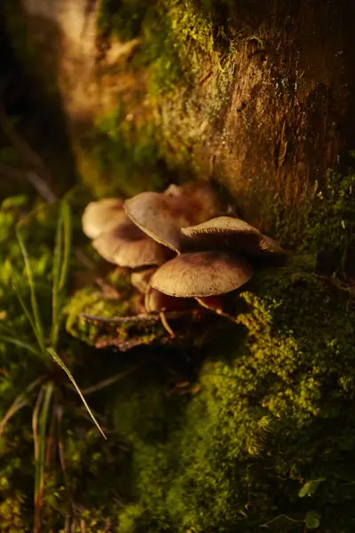 stock image Mushrooms Growing Among Moss Near a Tree Stump During Golden Hour Light. Hiking in Carpathian Mountains, Ukraine