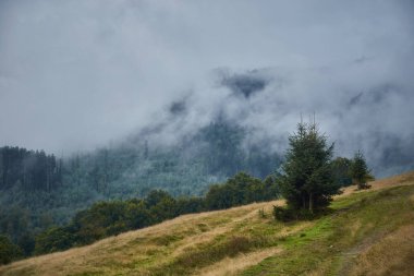 Carpathian Sıradağları 'nda yuvarlanan yeşil tepeler ve puslu dağlar. Yaz boyunca Borzhava çiftliği. Karpat Dağları, Ukrayna