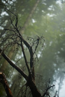 Sisli Ormanda Bir Ölü Ağaç Ayakta Duruyor. Yaz boyunca Borzhava çiftliği. Karpat Dağları, Ukrayna