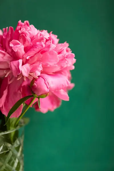 stock image Vibrant Pink Peony Blooms in Clear Glass Vase Against a Deep Green Background