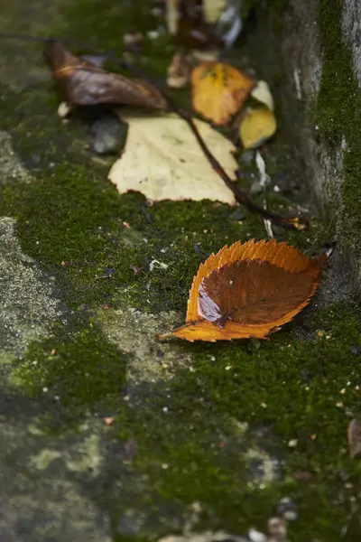 Stock image Colorful autumn leaves resting on mossy stones in a tranquil garden setting during the fall season