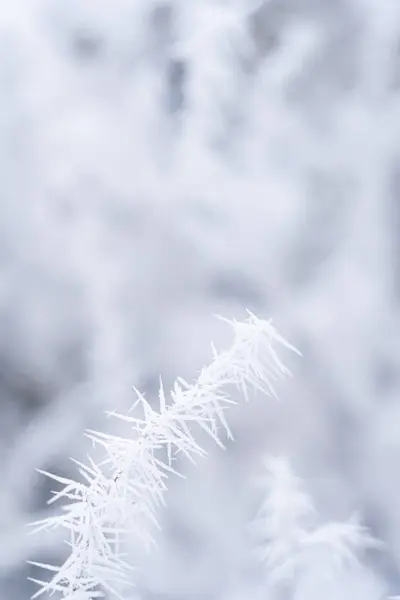 stock image Frost-covered branches glisten in a winter landscape during a quiet morning