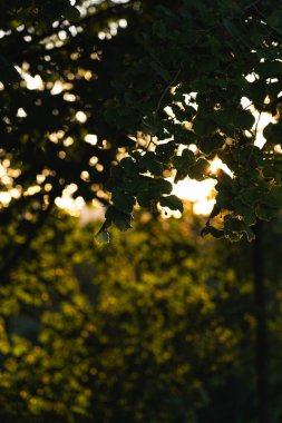 Yaprakların arasından süzülen güneş ışığı yemyeşil bir orman ortamında huzurlu bir atmosfer yaratır.