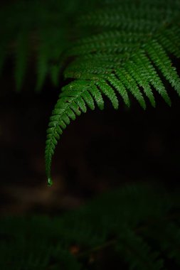 Çiçekli yeşil eğrelti otları, bir su damlasının ucunda, karanlık bir ormanda, gündüz saatlerinde.