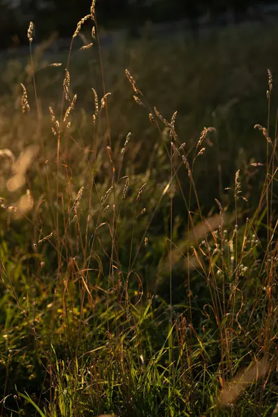 Stock image Golden light filters through tall grass in a tranquil field during early evening hours, creating a serene natural atmosphere