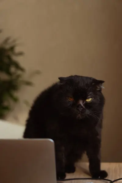 stock image A senior black cat with striking golden eyes perched atop a desk, observing its surroundings