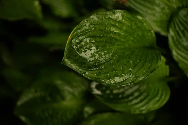 stock image Close-up of vibrant green leaves covered in raindrops, showcasing the beauty of nature in a lush garden environment