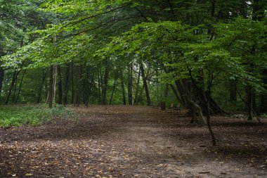 Sabahın erken saatlerinde gür bir ormanda, çiğ taneleri ve dağınık yapraklarla dolan sakin bir patika.