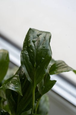 Indoor plant with droplets of water clinging to its vibrant leaves, captured in natural light by a window on a rainy day clipart