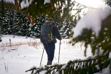 Dağlarda kış boyunca karlı bir orman manzarasında yürüyüş yapan bir yürüyüşçü. Karpat Dağları, Ukrayna