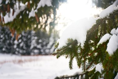 Vahşi ormanda kar ve buzlu fidan ağacı ve koniler. Doğal Noel geçmişi.