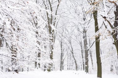 Kış Ormanında Karla Kaplanmış Ağaç Dalları