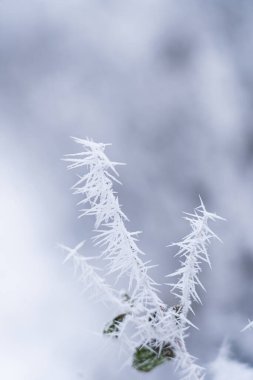 Frost-covered branches glisten in a winter landscape during a quiet morning clipart