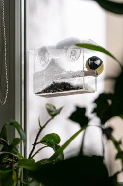 Penceredeki Küçük Kuş Yem Tohumu Bir Kuşa Bağlı Besleyici