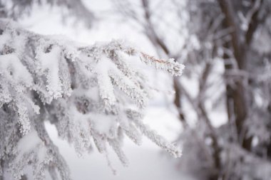 Close up tree branch covered by snow with winter forest blurred background. The trail in forest with frost and snow on firs brunches