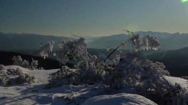 Şafakta, sakin, karlı bir arazide, ağaç dalları üzerinde kış buz oluşumları. Kış boyunca Gorgany poligonu. Karpat Dağları, Ukrayna