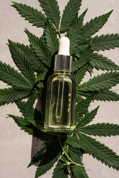 CBD kenevir ürünleri. CBD yağlı cam şişe, kenevir yaprağı. Petrol özlü tıbbi kenevir. Kozmetik CBD yağı