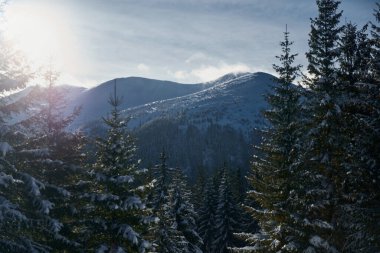 Kış manzarası. Kış dağlarında kar manzarası. Karpat Dağları, Ukrayna