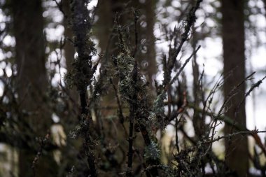 Yosun kaplı dallar, sakin bir orman bölgesinde kış boyunca sakin bir orman atmosferi yaratır. Karpat Dağları, Ukrayna