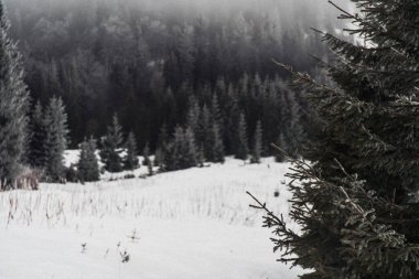 Dağlarda daima yeşil ağaçlar ve sis olan karlı kış manzarası. Kış boyunca Gorgany poligonu. Karpat Dağları, Ukrayna