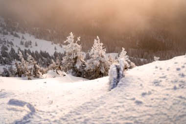Şafak vakti karla kaplı bir manzara. Donmuş ağaçlar ve kışın harikalar diyarında parlayan güneş ışığı. Kış boyunca Gorgany poligonu. Karpat Dağları, Ukrayna