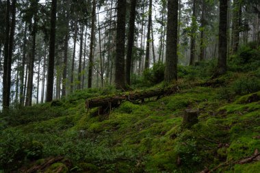 Yosun kaplı yemyeşil orman zemini ve sabahın erken saatlerinde uzun ağaçlarla çevrili. Ukrayna 'daki Karpat Dağları' nda yürüyüş 