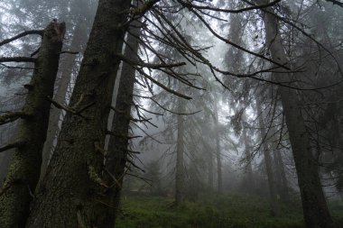 Sakin bir ortamda sisli bir sabah boyunca uzun çam ağaçları ve yumuşak yeşil yapraklarla puslu orman manzarası. Ukrayna 'daki Karpat Dağları' nda yürüyüş 
