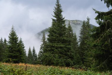 Bulutlu havada, yeşil ağaçları ve uzak dağları olan sisli orman manzarası. Ukrayna 'daki Karpat Dağları' nda yürüyüş 