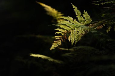 Eğreltiotları, yoğun bir ormanda öğleden sonra, yumuşak ışıkla aydınlatılır. Ukrayna 'daki Karpat Dağları' nda yürüyüş 