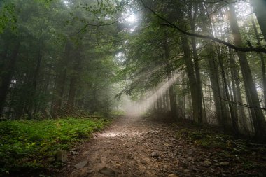 Sabahın erken saatlerinde ağaçların arasından süzülen güneş ışığı olan sisli orman yolu. Ukrayna 'daki Karpat Dağları' nda yürüyüş 