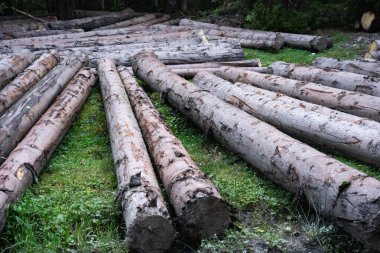 Ormanların yok edilmesi. Son zamanlardaki kereste hasadından sonra yerde yatan kütükler. Ukrayna 'daki Karpat Dağları' nda yürüyüş 