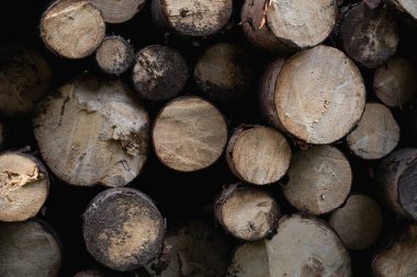 Kırsal bir ortamda yığılmış kesilmiş odun yığınları, soğuk mevsimlerde inşaat ve ısıtmada kullanılmaya hazır. Ukrayna 'daki Karpat Dağları' nda yürüyüş 