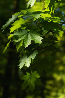Parlak yeşil yaprakların arasından süzülen güneş ışığı yemyeşil bir bahçede güzel bir ışık ve gölge etkileşimi yaratır.