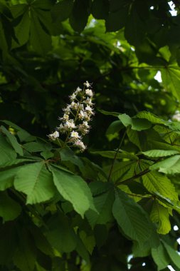 Baharda filizlenen at kestanesi ağacı canlı yeşil yapraklar ve beyaz çiçeklerle