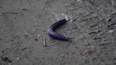 Bir öğleden sonra keşfi sırasında orman zemininde nadir bulunan mor bir salyangoz keşfettim. Skole Beskids, Karpatlar, Ukrayna