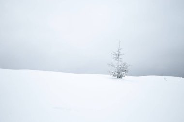 Kış manzarasında gri bir gökyüzünün altında yapayalnız bir ağacın olduğu karla kaplı bir manzara. Karpat Dağları, Ukrayna