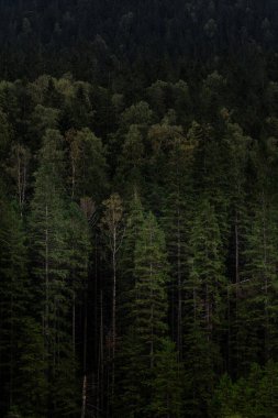 Yoğun yeşil orman, sabahın erken saatlerinde sislerin karanlık dağların üzerinden aktığı yer. Ukrayna 'daki Karpat Dağları' nda yürüyüş 